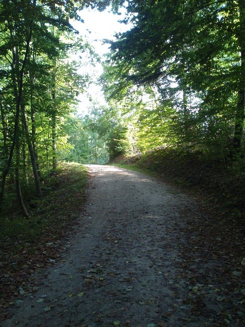 Waldweg unterhalb der Schönmatt