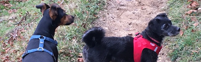 Kampfhund hoch Zwei